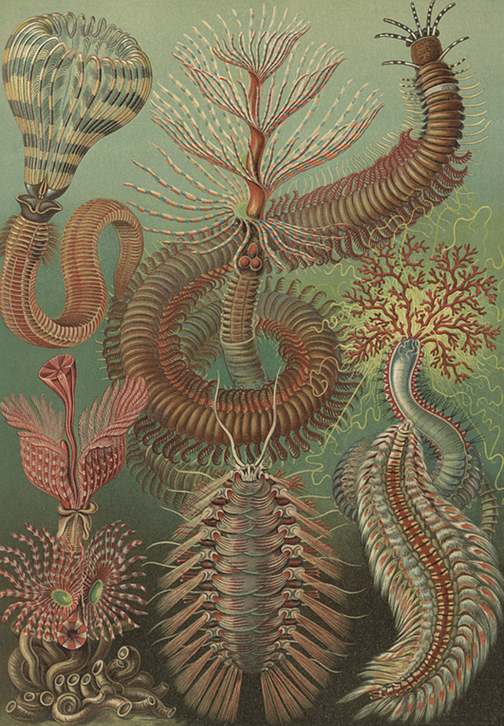 “Chaetopoda,” by Adolf Giltsch after sketch by Ernst Haeckel, c. 1904. Library of Congress, Prints and Photographs Division.