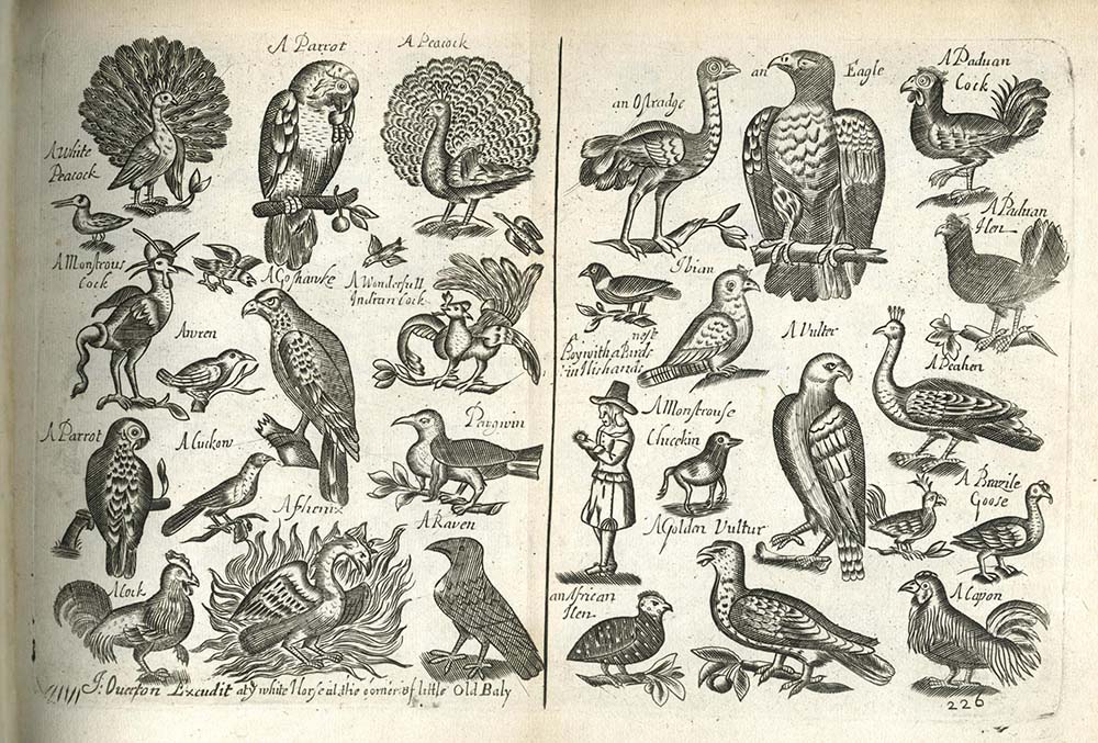 An arrangement of birds of all sorts, from Horn Book of Birds, c. 1653.