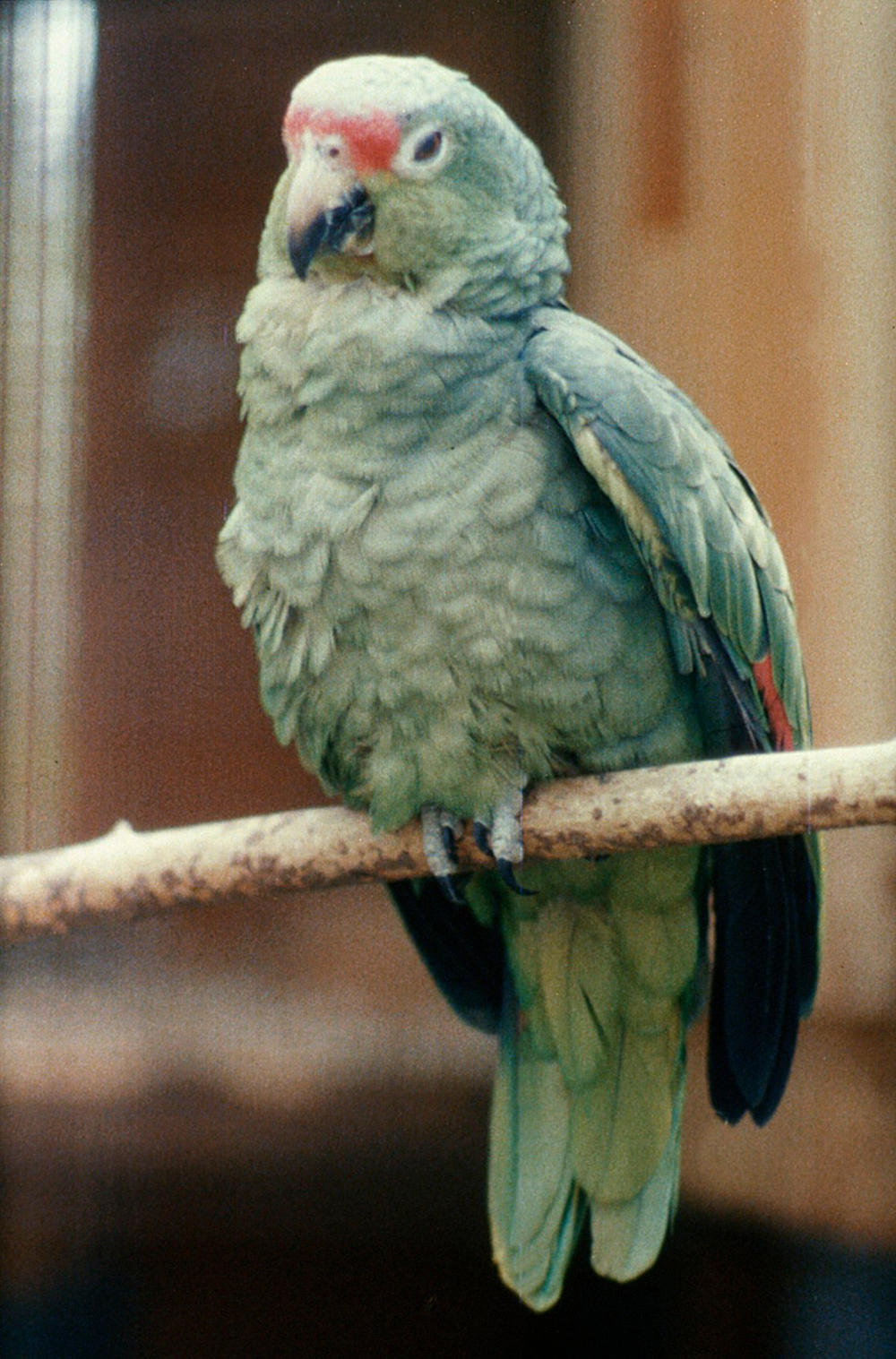 Amazon parrot with psittacosis. Royal Veterinary College (CC BY-NC 4.0).