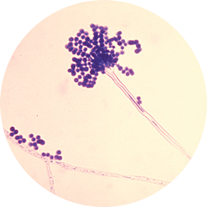 A fungus under a microscope.