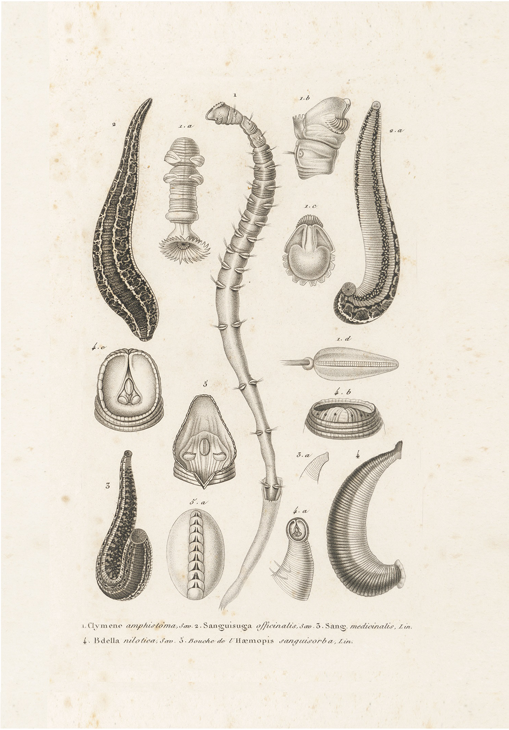 Anatomy of a leech. King’s College London/Science Source. From “Quackery.”