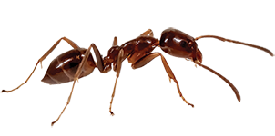 Brown ant