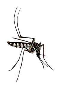 Black and white striped mosquito