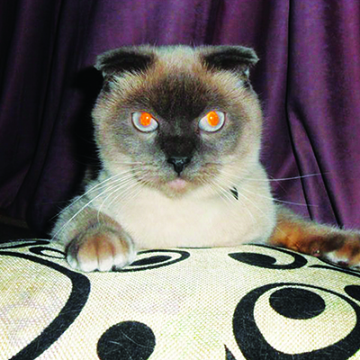 Photograph of a Siamese cat with orange eyes