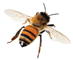 a bee.