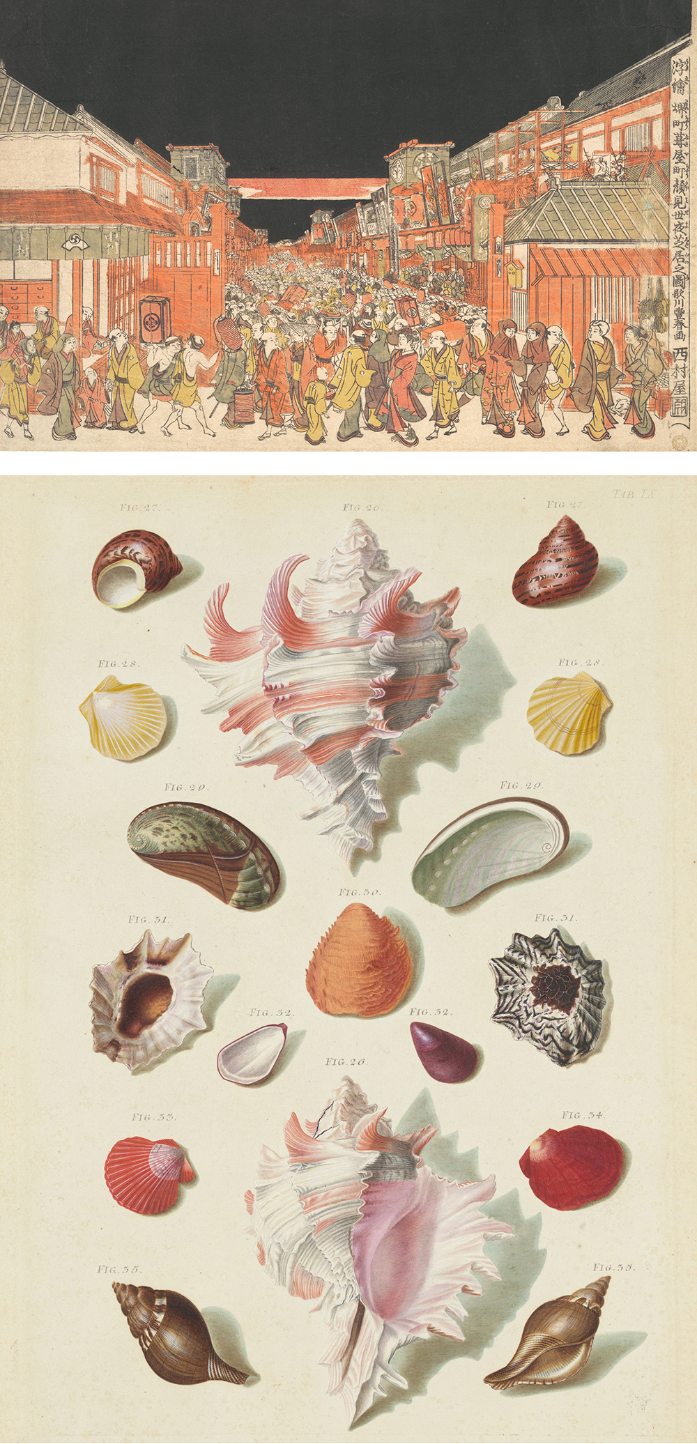 Top: Perspective Print (Uki-e) of the Theaters in Sakaichō and Fukiyachō on Opening Night, by Utagawa Toyoharu, c. 1780. Bottom: Plate IX from “Choix de Coquillages et de Crustacés,” by Franz Michael Regenfuss and Margaretha Helena Regenfuss, 1758.