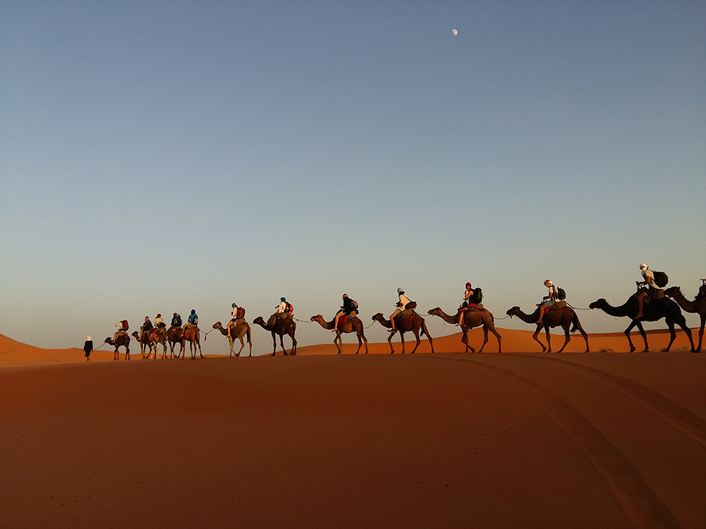 trans saharan caravan