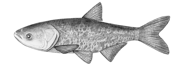 drawing of an Asian bighead carp