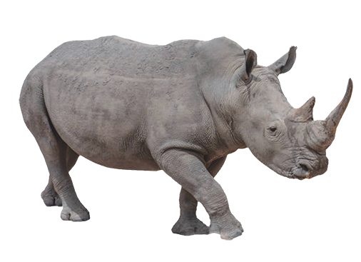Gray rhinoceros.