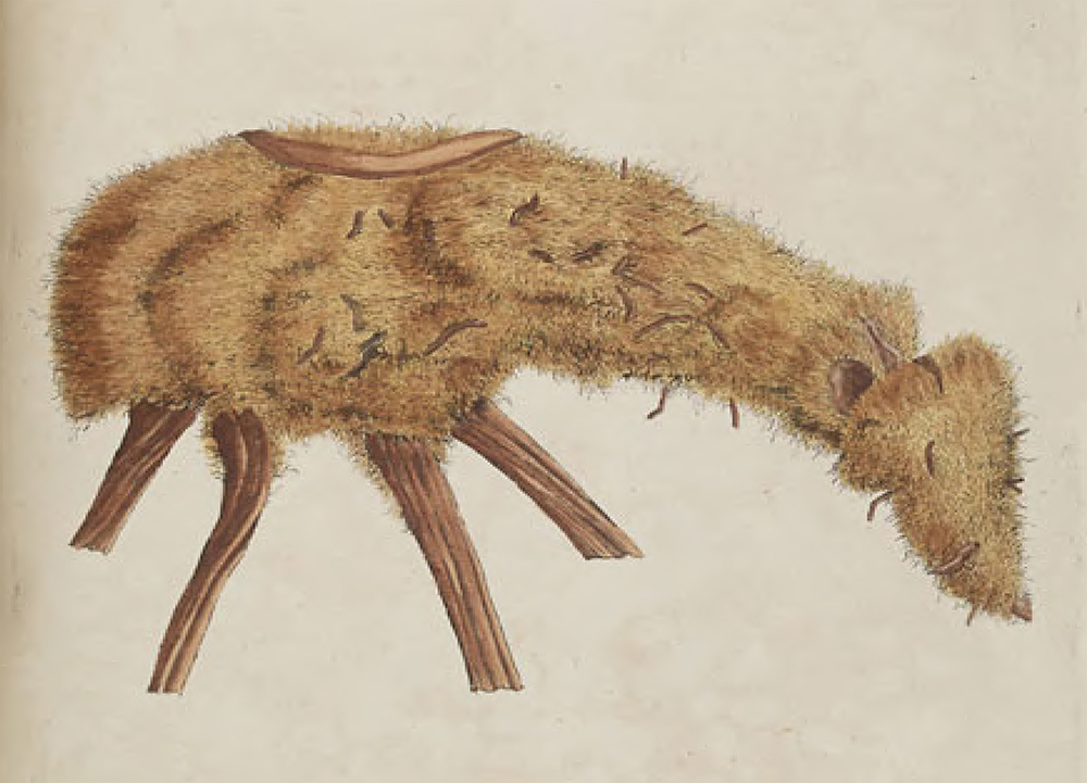 “The Scythian Lamb,” from A Curious Herbal, Vol. 2, by Elizabeth Blackwell, 1737. The Internet Archive, Missouri Botanical Garden.