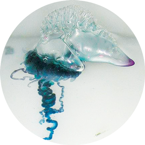 A bluebottle jellyfish.