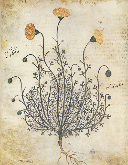 A botanical drawing of a plant with many delicate stems and flat yellow flowers.
