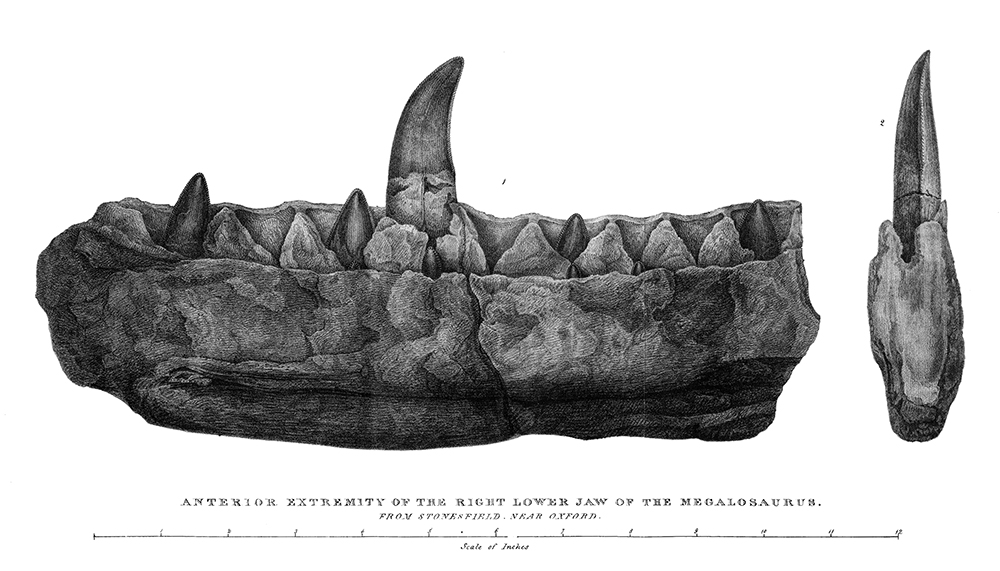 Engraving of the jaw of Megalosaurus bucklandii, 1824. Wikimedia Commons.