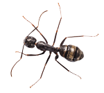 a carpenter ant.