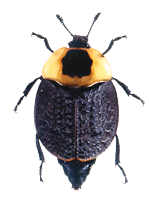 a carrion beetle.