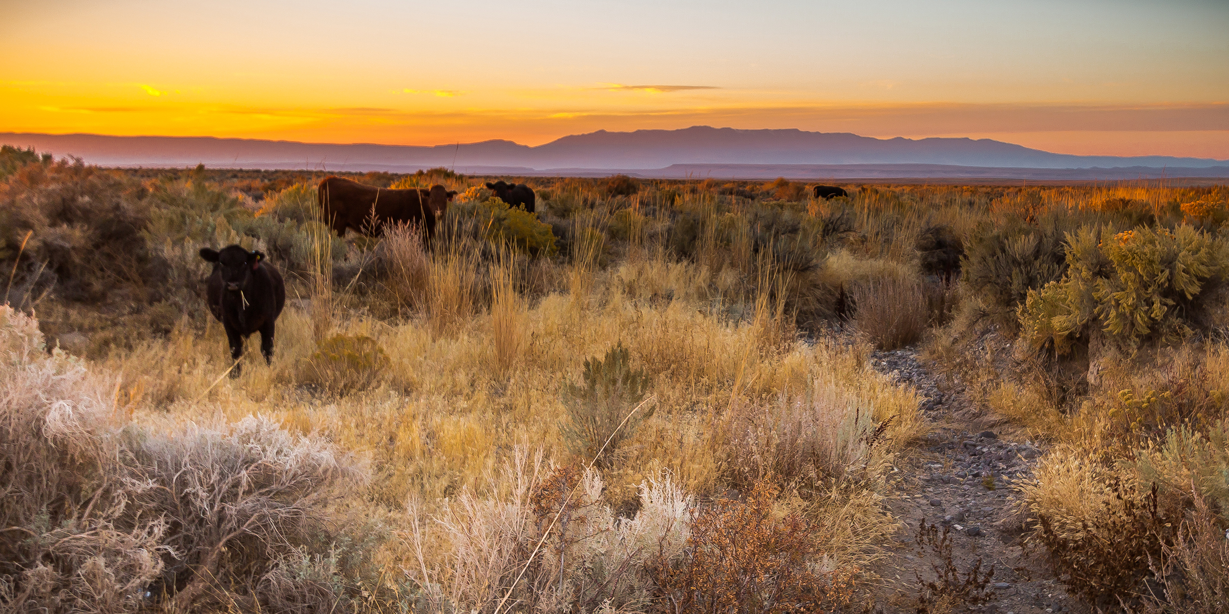 Photograph of cattle grazing at sunset on open public rangeland east of Steens Mountain in Malheur County, Oregon, 2017, by Greg Shine, Bureau of Land Management. Flickr (CC BY 2.0).