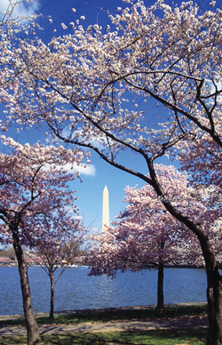 A photograph of cherry trees in bloom, with the Washington Monument in the background.