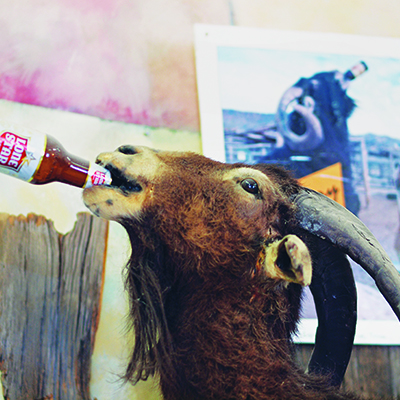 Photograph of a goat drinking a bottle of beer.