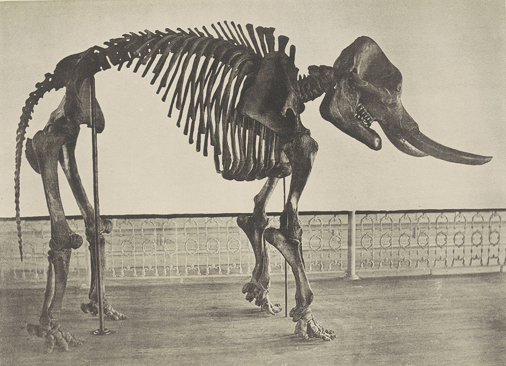 The Cohoes Mastodon, c. 1872. © Rijksmuseum.