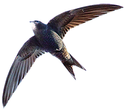 A gray bird in flight with large outstretched wings