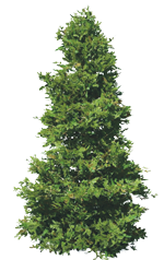 a douglas fir tree.