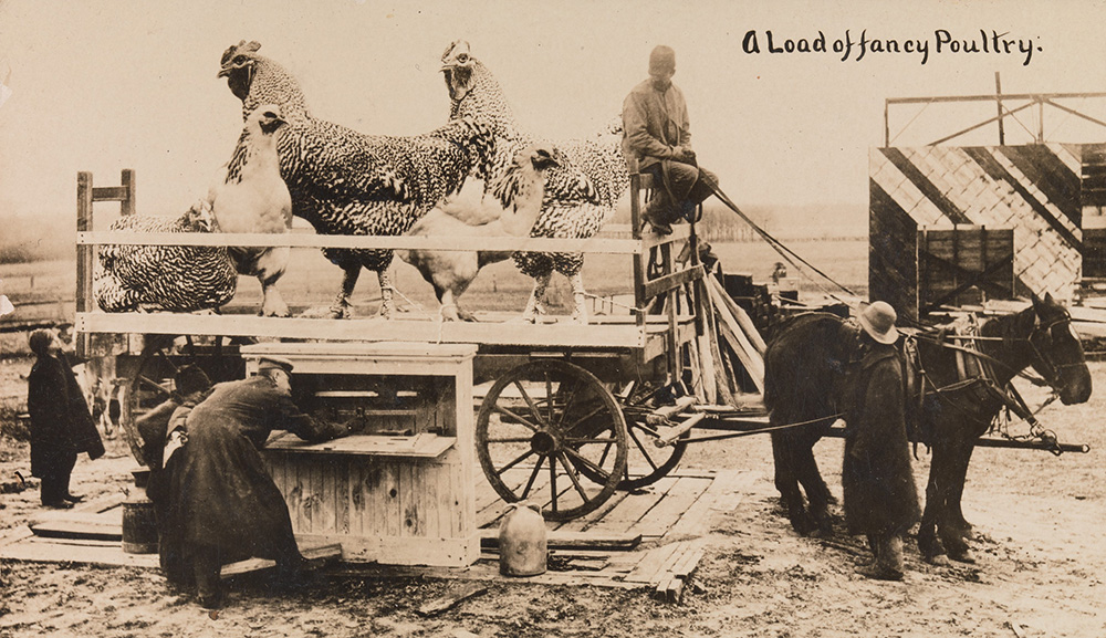 “A Load of Fancy Poultry,” 1909. Photograph by William H. Martin. The Metropolitan Museum of Art, Gift of Charles Isaacs and Carol Nigro, 2007.