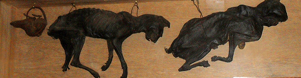 Two mummified cats displayed on the wall of the sixteenth-century Stag Inn, Hastings, England, 2011. Photograph by The Voice of Hassocks. Wikimedia Commons.