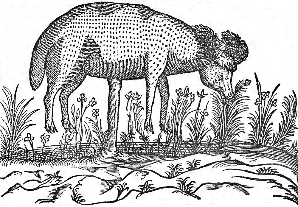B&W “Portrait of the ‘Barometz,’ or ‘Scythian Lamb,’ ” after Claude Duret, Histoire Admirable des Plantes, 1605, from The Vegetable Lamb of Tartary, by Henry Lee, 1887. The Internet Archive, University of Toronto.