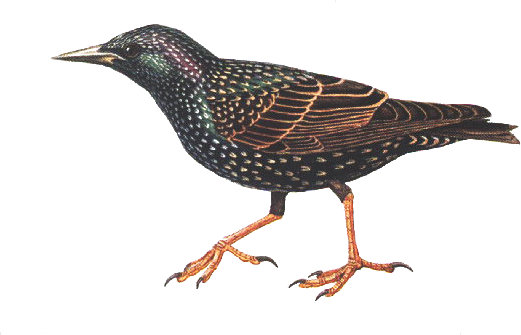 drawing of a European starling