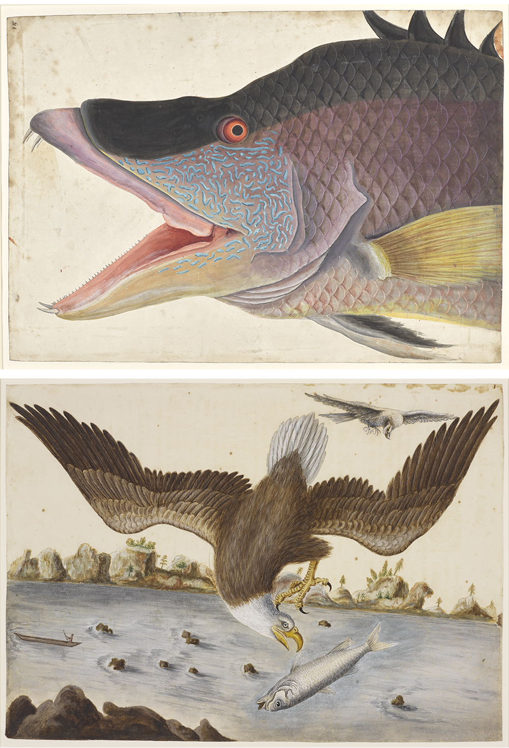 Top: The Great Hog-Fish, by Mark Catesby, c. 1725. Bottom: The Bald Eagle and the Fishing Hawk, by Mark Catesby, c. 1726. Royal Collection Trust / © Her Majesty Queen Elizabeth II 2021.