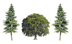 A beech tree flanked by two hemlock trees