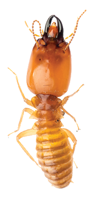Golden beige termite with black pincers