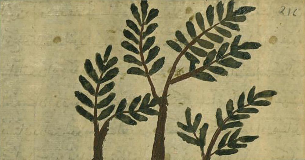 A frankincense tree, by Muhammad ibn Muhammad Shakir Ruzmah-i Nathani, 1717.