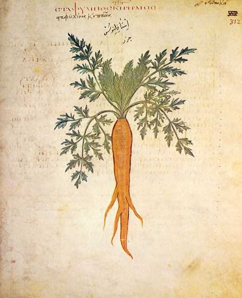 A botanical drawing of a carrot, with leaves.