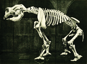 A giant wombat skeleton