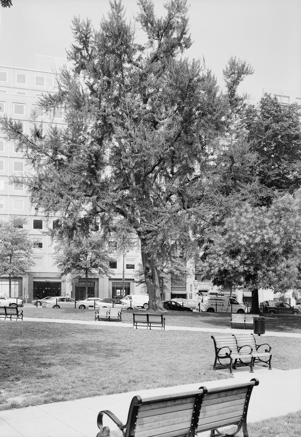 B&w photograph of a city park with ginkgo trees and benches.