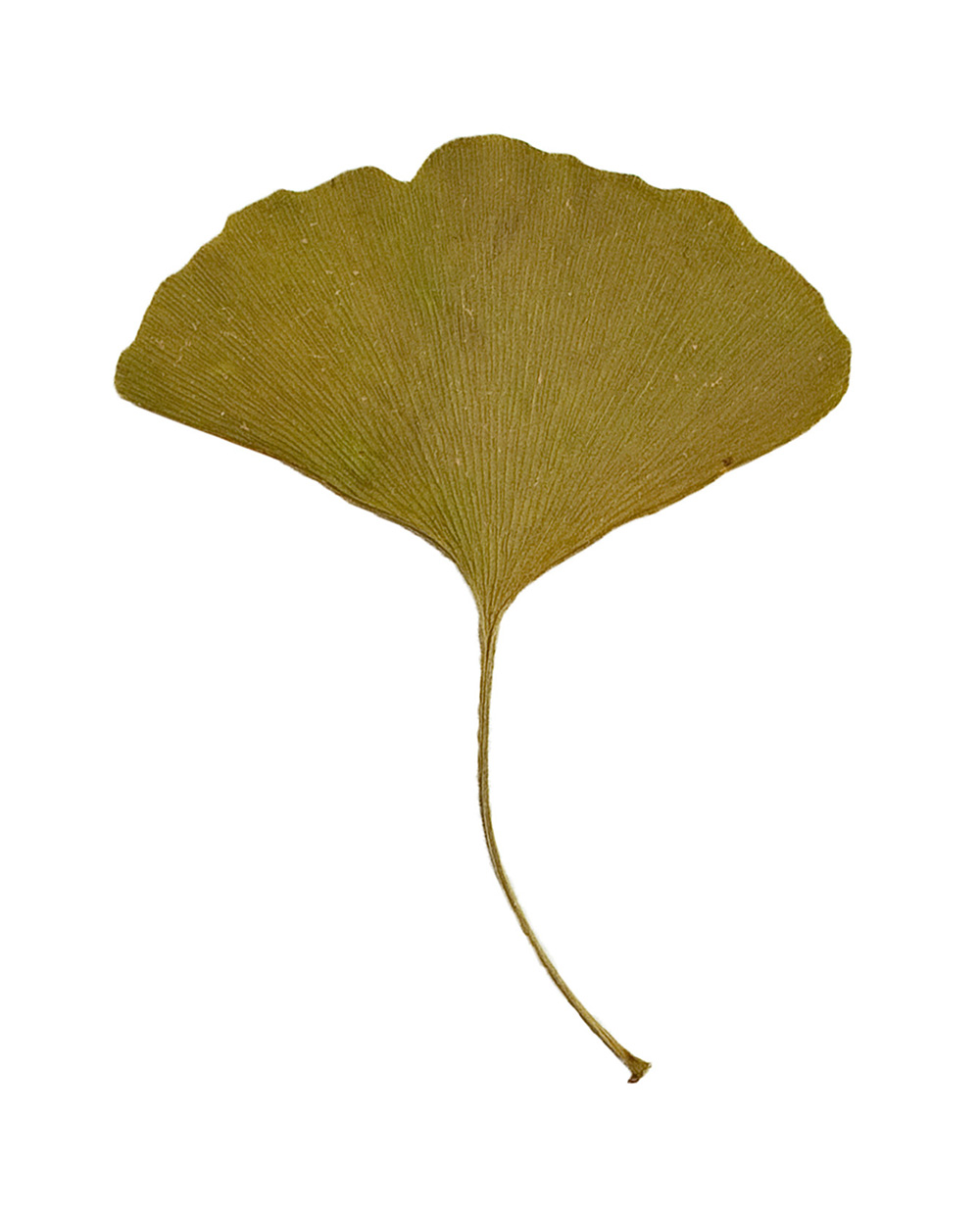 Ginkgo leaf, 2021.