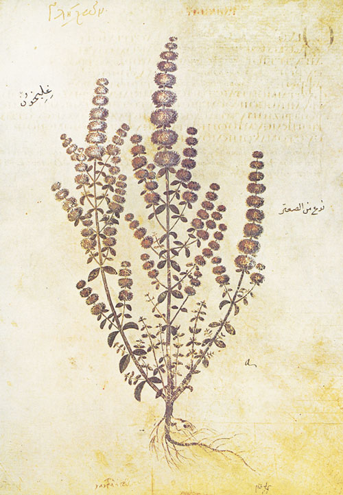 A botanical drawing of a plant with multiple stems, each covered in small circular flowers.