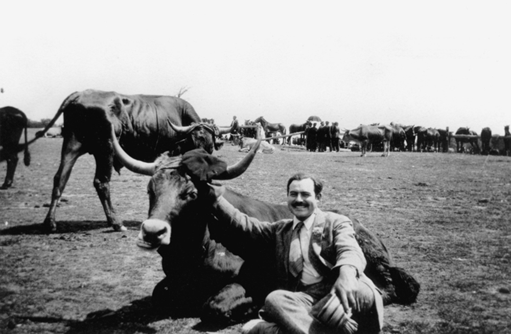 Ernest Hemingway with a bull near Pamplona, Spain, c. 1927. Ernest Hemingway Photograph Collection, John F. Kennedy Presidential Library and Museum, Boston.