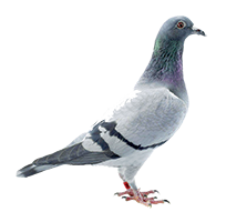 A gray pigeon in profile