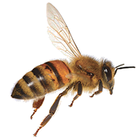 A honeybee in flight