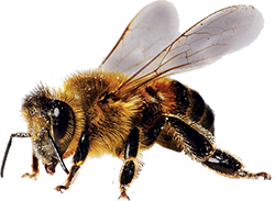 A honeybee