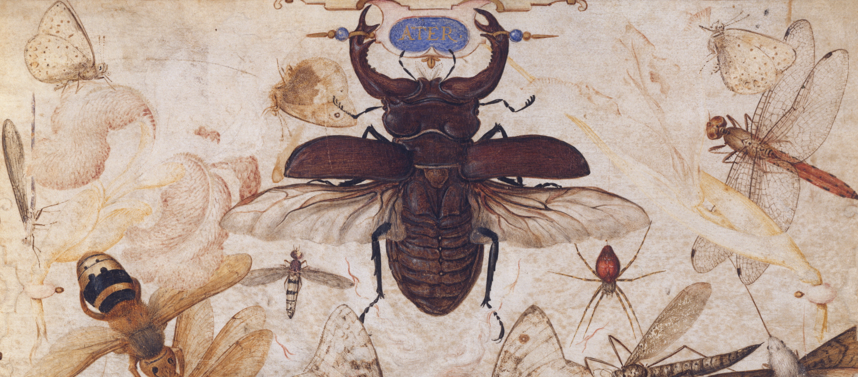 Insects and the Head of a Wind God, by Joris Hoefnagel, c. 1595. 