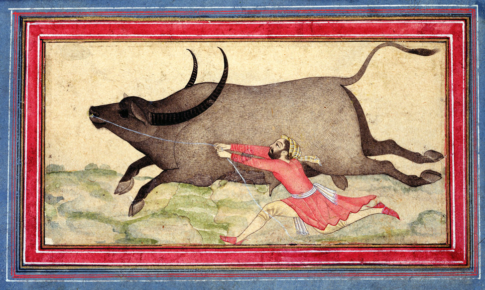Buffalo chased by its keeper, Mughal drawing, southern India, c. 1700. 