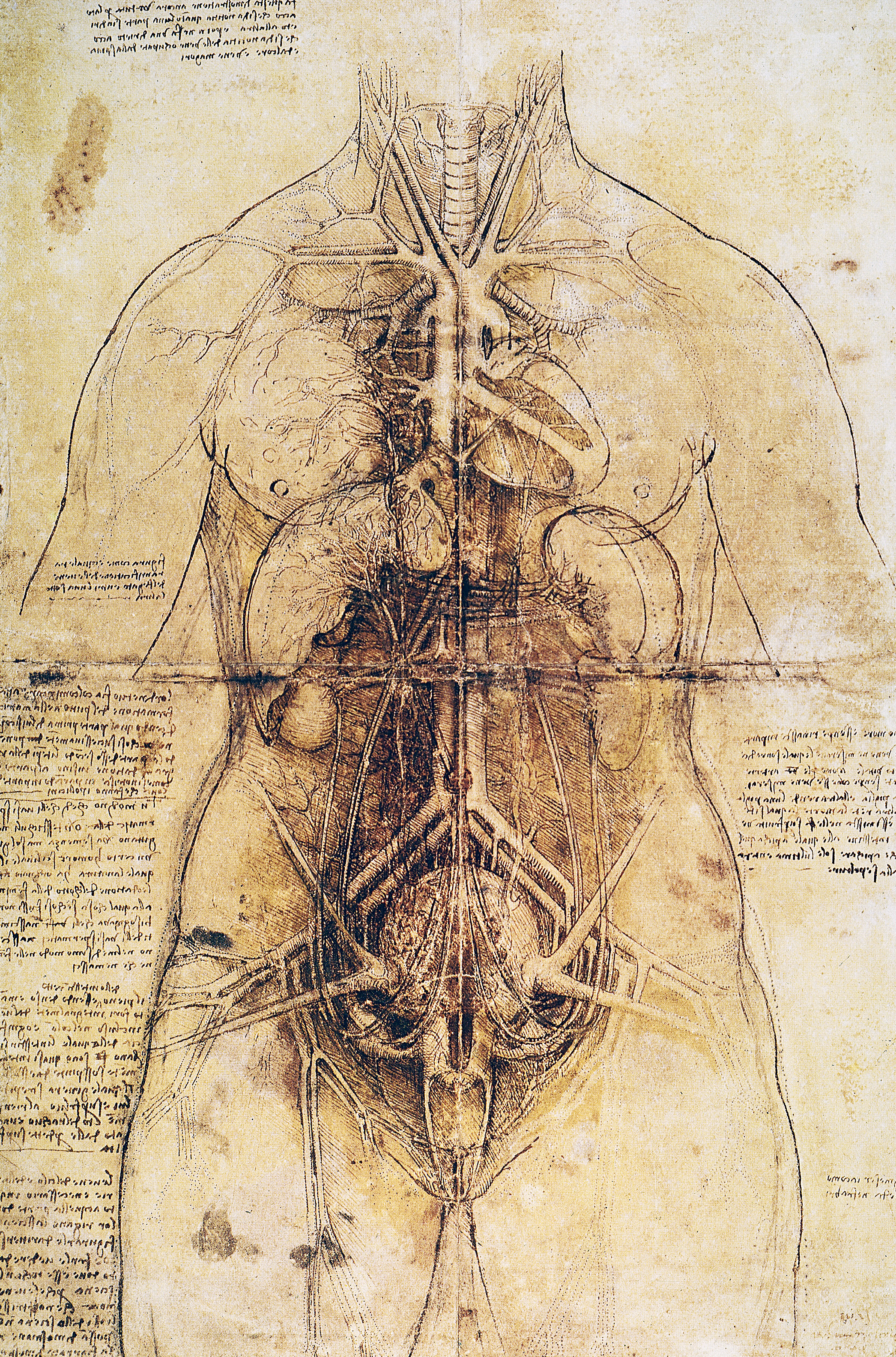 . The Principal Organs and Vascular and Urino-Genital Systems of a Woman, by Leonardo da Vinci, c. 1510. 