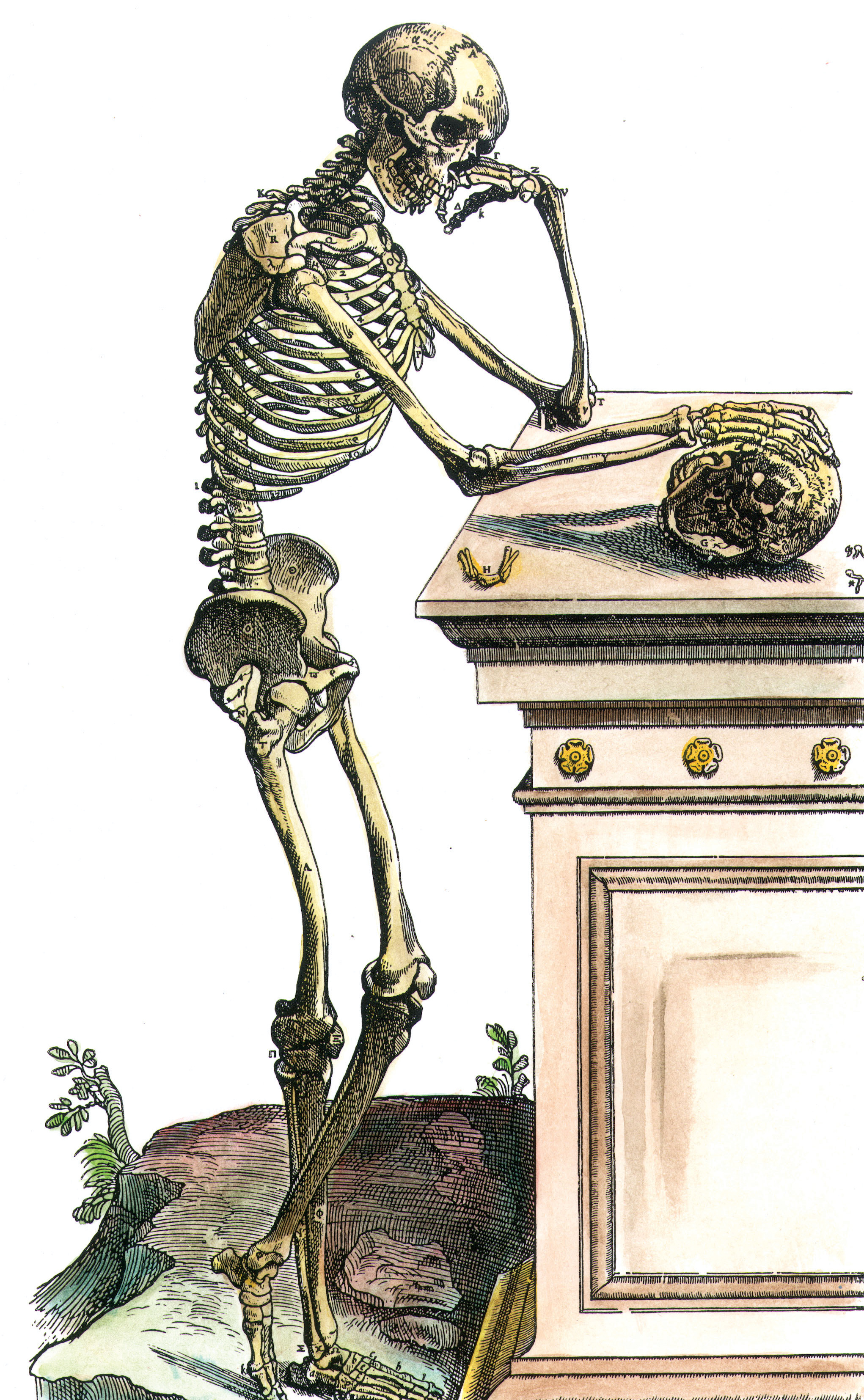 Skeleton contemplating a skull, from Andreas Vesalius’ On the Structure of the Human Body, 1543. 