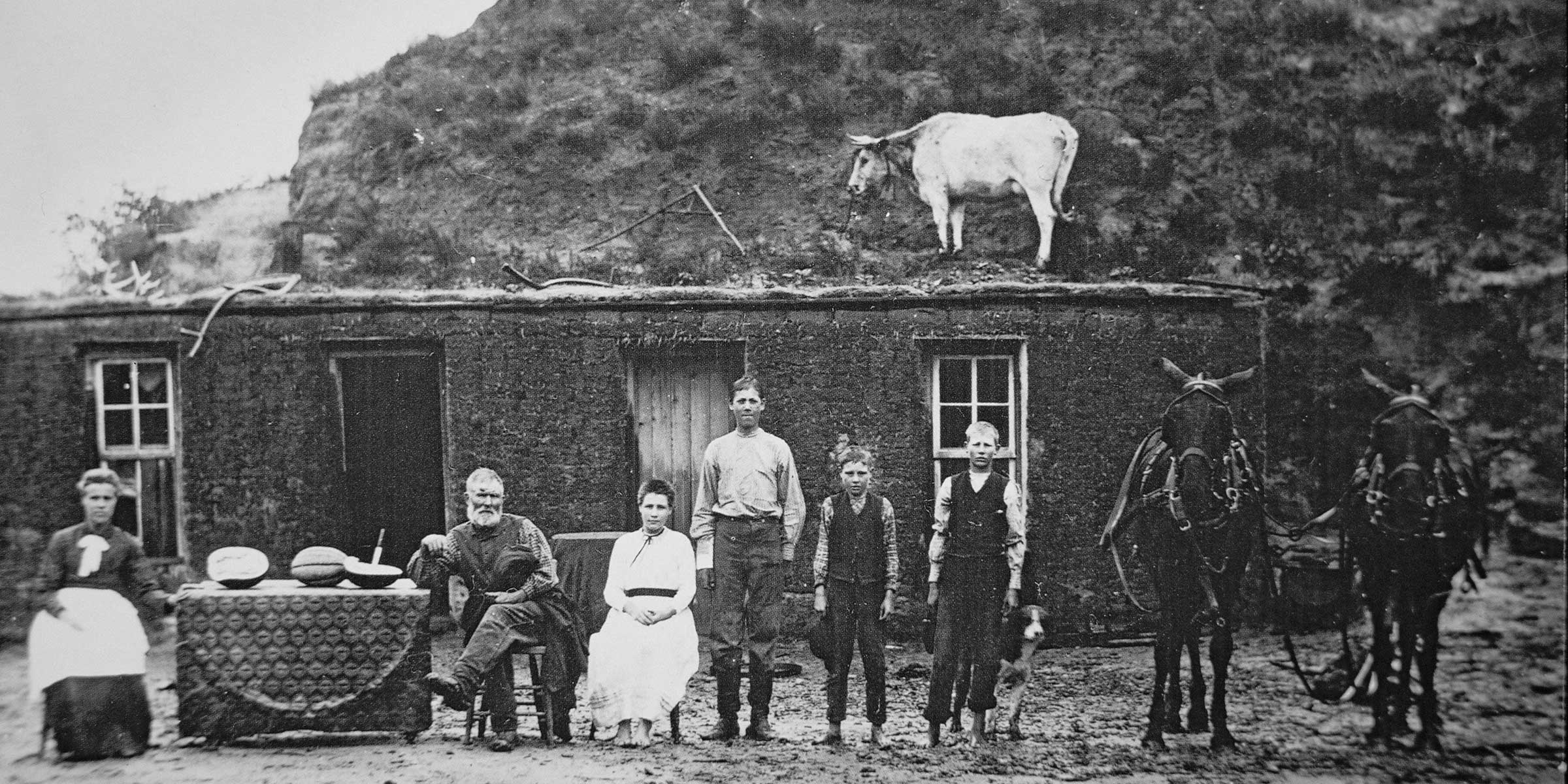 Photograph of a family in front of a sod house with a mule team on the right and a cow on the roof.