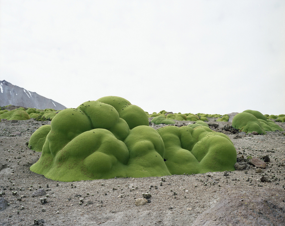 "La Llareta #0308-2B31" by Rachel Sussman Color photograph of a green shrub that is one of the oldest living things in the world.