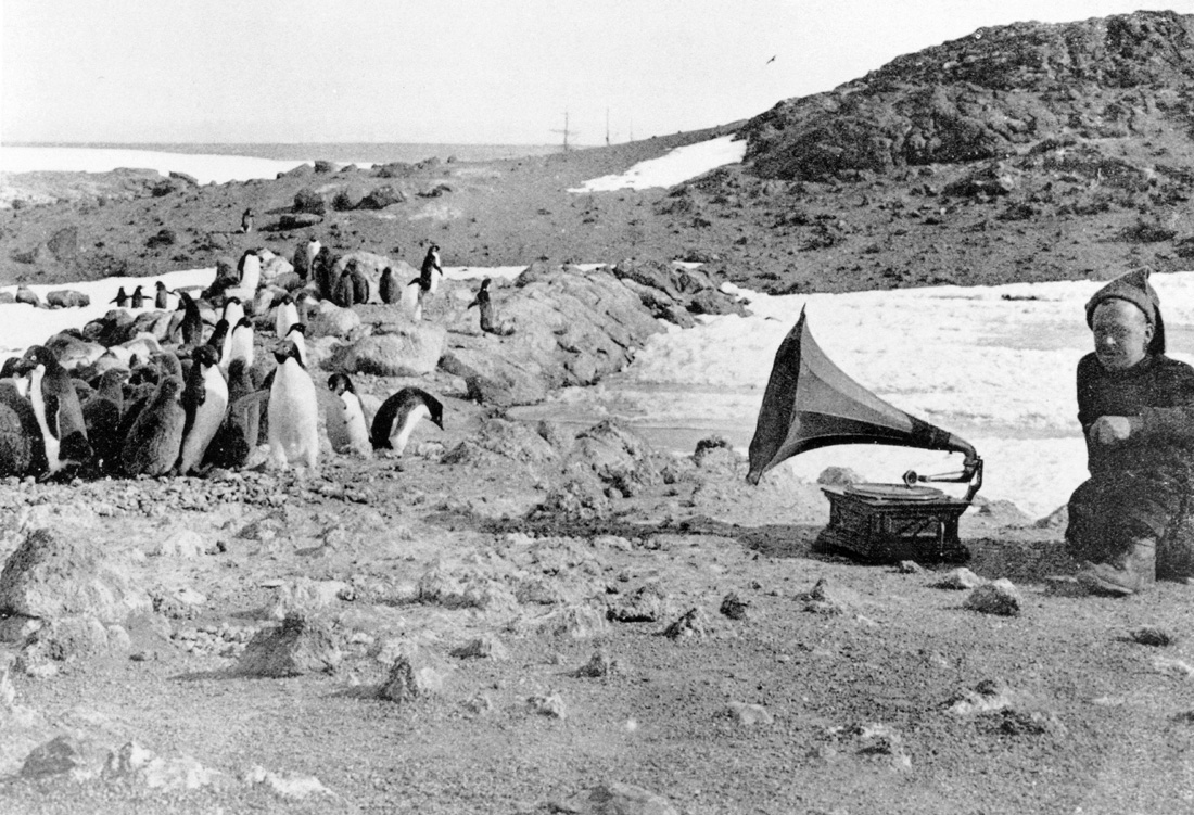 Penguins listening to a gramophone during Ernest Shackleton’s expedition to Anartica, 1907. 