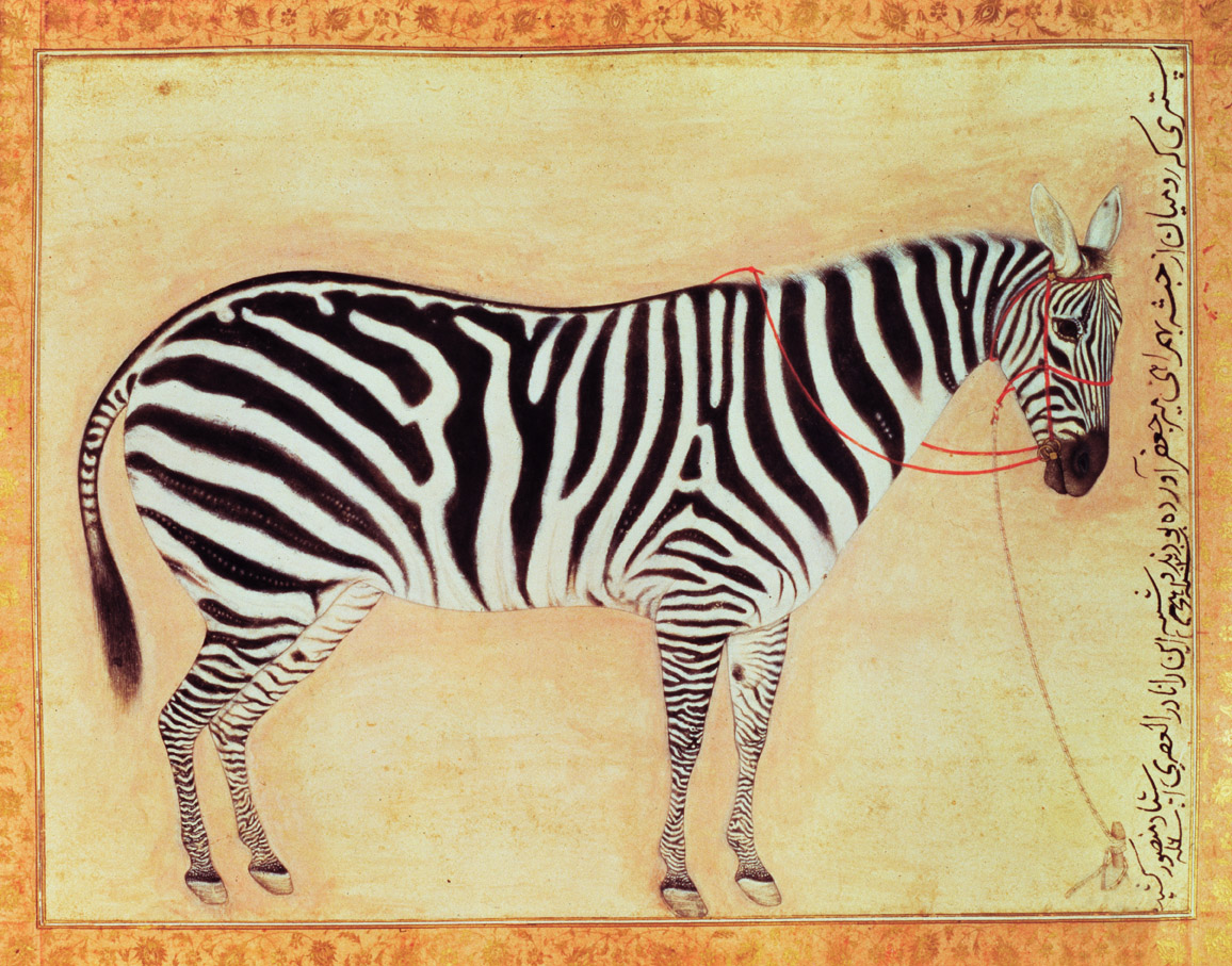 Zebra, Mughal miniature, by Mansur, 1621.